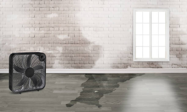 Best Water damage contractors near me  in Brodhead, WI